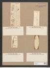 Pleurosigma angulatum var. delicatulum (W.Sm.) V.H. (de-Toni-Nr.: Genus 13, Species 1001) Zeichnungen Sammlung Grunow Nr. 1997 (NHMW-BOT-W0368844)